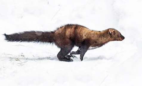 fisher 1 graphic